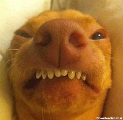 ميز نفت - تصاویر خنده داری از زشت ترین سگ دنیا! + عکس
