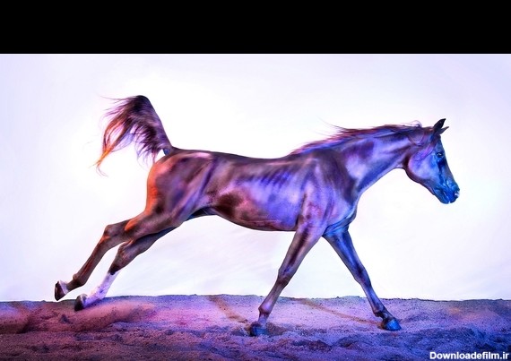 تصاویر زیبا از اسب‌های وحشی | خبرگزاری فارس