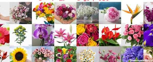 146 گل طبیعی شاخه بریده با عکس، معرفی انواع گل | گُل سِتان