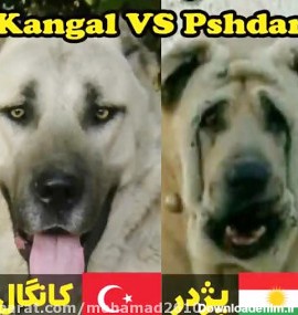Diference Pshdar kangal مقایسه سگ کوردی پژدر و کانگال