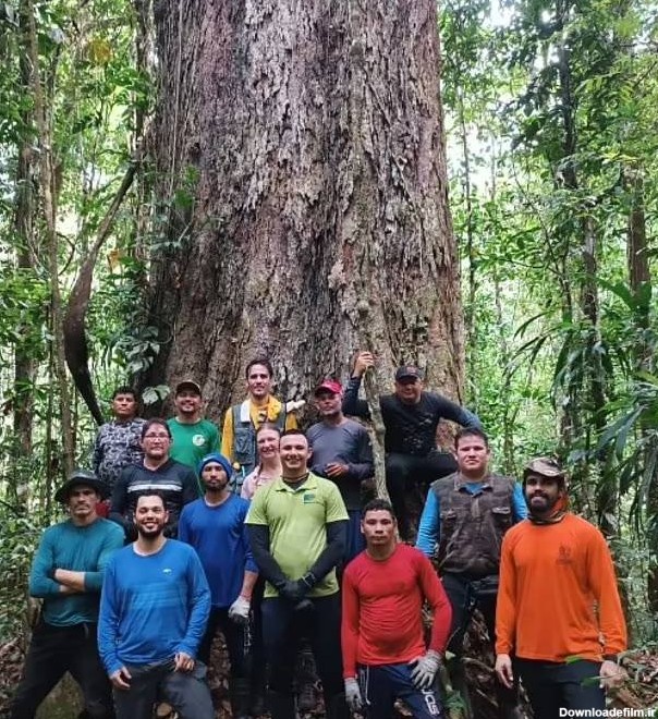 دانشمندان برزیلی بلندترین درخت جنگل های آمازون به ارتفاع ۸۸ متر را ...