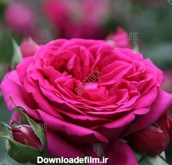گالری عکس گل محمدی | تصاویر زیبا از گل های محمدی برای پروفایل