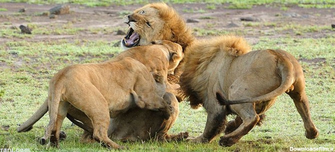 (تصاویر) اتحاد ماده شیرها در برابر شیرنر