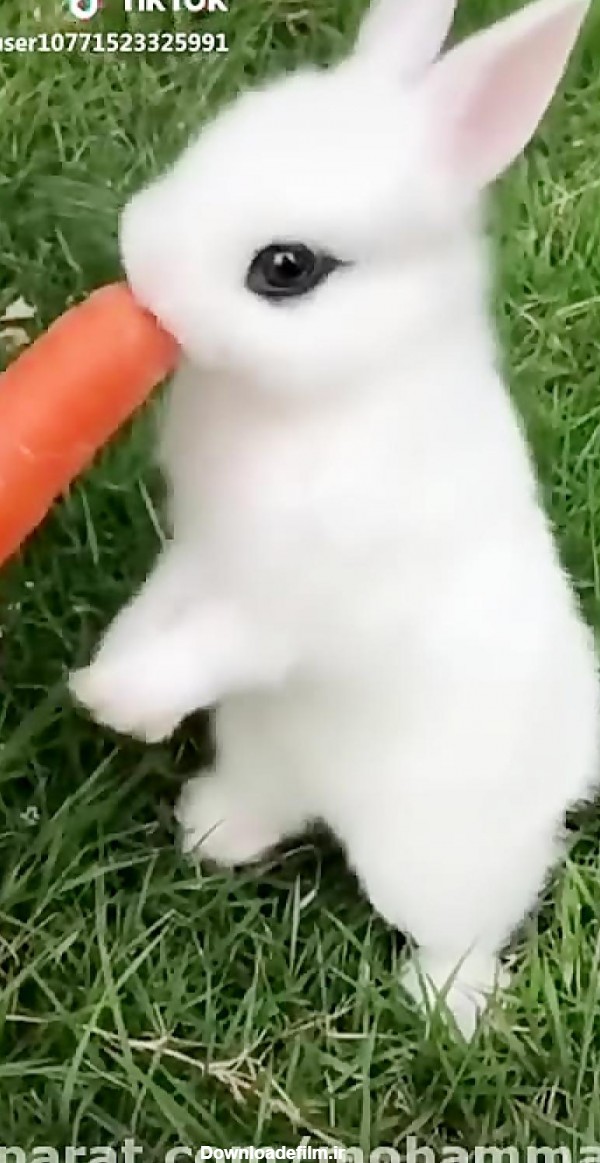 عکس حیوانات بامزه خرگوش