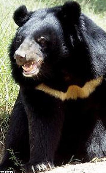 خشکسالی دامن خرسها را نیز گرفت/ خرس سیاه آسیایی در خطر انقراض ...