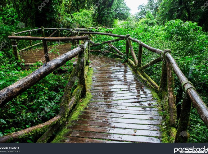 جنگل های بارانی زیبا در دنباله طبیعت ang ka و در doi inthanon پارک ...