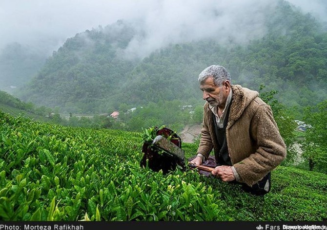 تصاویری دیدنی از برداشت چای سبز در گیلان | لست سکند