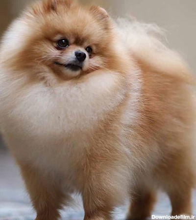 عکس سگ پامرانین؛ عکس‌های بامزه از نژادهای مختلف پامرانین | ستاره