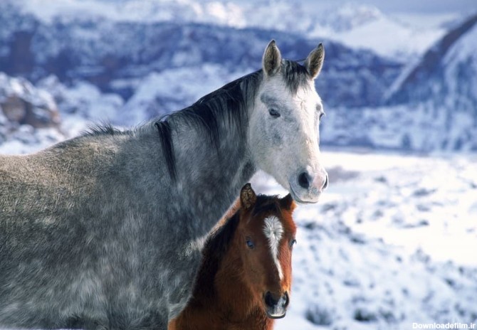 دوتا اسب در کوهستان برفی| پی‌پی‌تی المنت| ابزارهای طراحی خلاقانه
