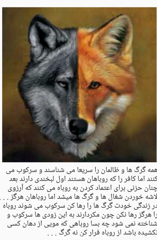 گرگ و روباه . . . - عکس ویسگون