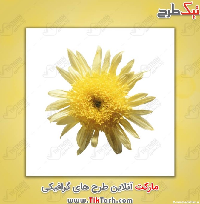 دانلود عکس گل زرد زیبا | تیک طرح مرجع گرافیک ایران