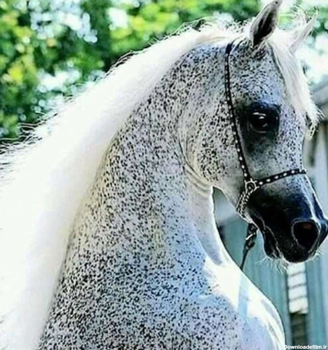 اسب عرب نژاد محبوب را بهتر بشناسید