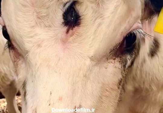 گوساله‌ای که با ۳ چشم به دنیا آمد (+عکس)