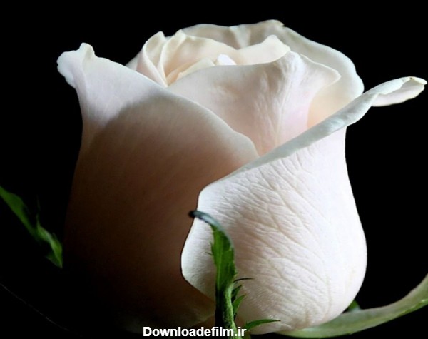 زیباترین و محبوب‌ترین گالری عکس گل رز سفید زیبا و خوشگل