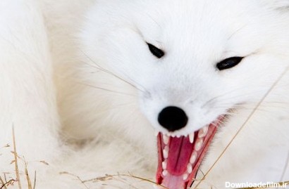 تصاویر: روباه قطبی، زیبای برفی - تابناک | TABNAK