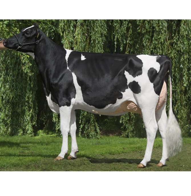 Holstein Friesian cow - آرکاژن نژاد Holstein Friesian cow| آرکاژن ...