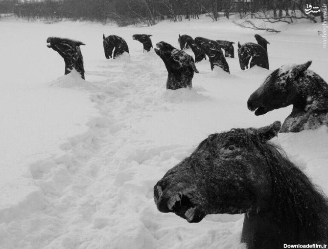 مشرق نیوز - عکس/ اسب‌هایی که در رودخانه یخ زدند