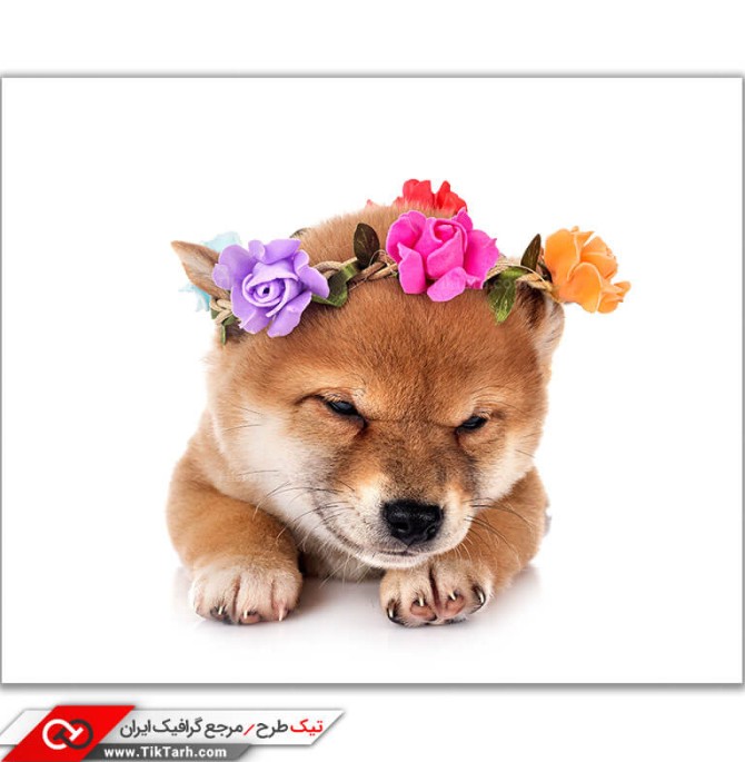 دانلود عکس باکیفیت سگ اهلی با سربند گل