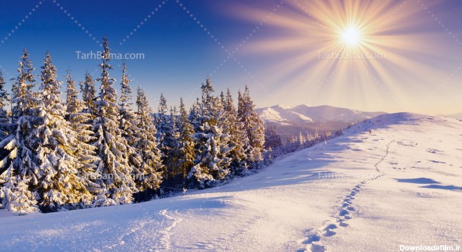 تصویر با کیفیت جنگل در زمستان