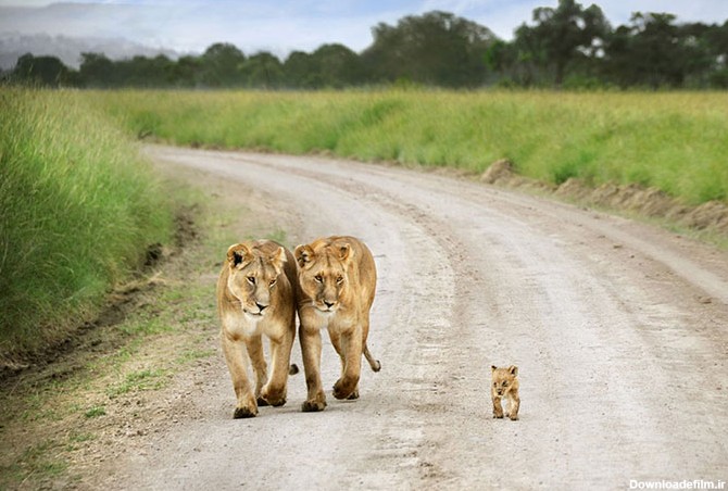 تصاویر بسیار جالب و دیدنی از شیرهای زیبا و قدرتمند در طبیعت