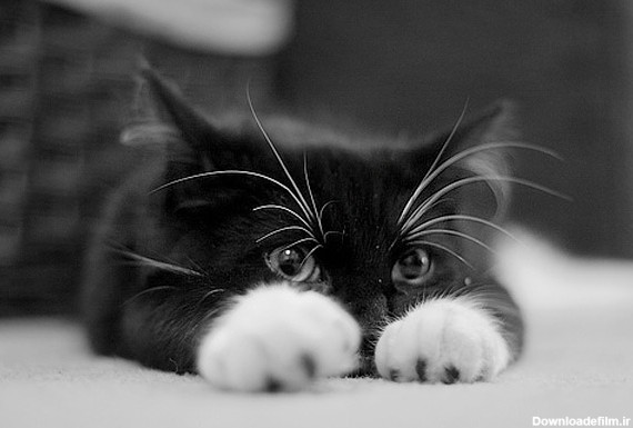 عکس بچه گربه ~ مهین فال