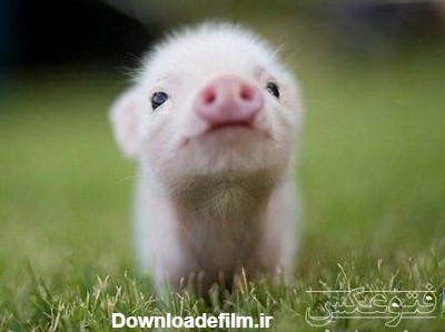 عکس بچه خوک بامزه و خیلی کوچولو