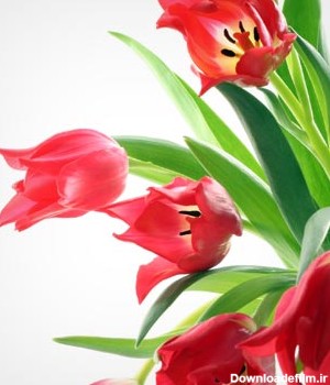 دانلود عکس با کیفیت گل های زیبای لاله وحشی