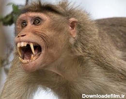 حمله میمون‌های وحشی به شهروندان سیاهکلی