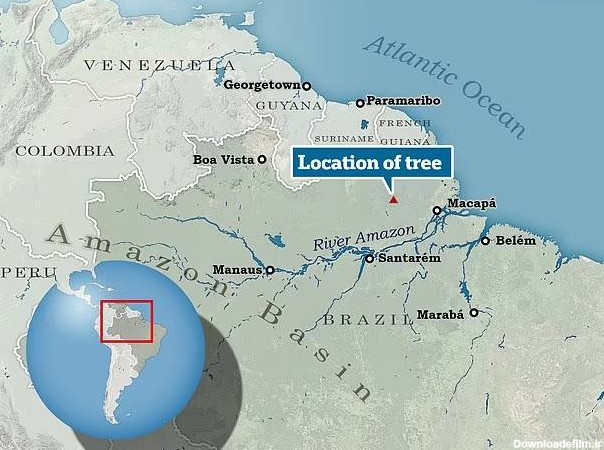 بلندترین درخت آمازون در کدام کشور است؟