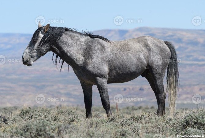 دانلود عکس اسب موستانگ وحشی در کلرادو | اوپیک