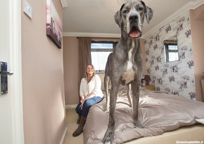 «فِرِدی» بزرگترین سگ انگلیس+فیلم و عکس