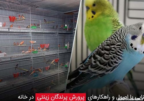 آشنایی با اصول و راهکارهای ‌پرورش پرندگان زینتی در خانه - چیکن دیوایس