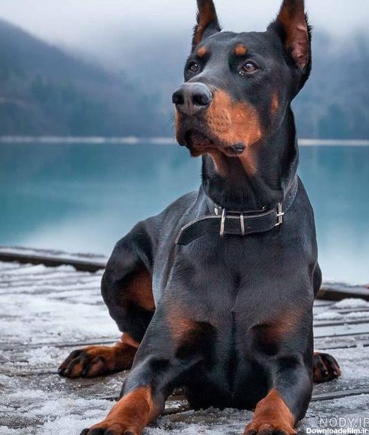 بزرگترین سگ جهان
