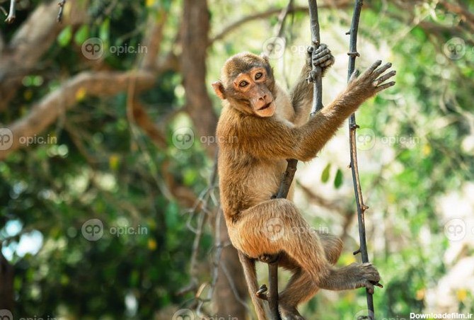 دانلود عکس میمون نشسته روی شاخه در جنگل | اوپیک