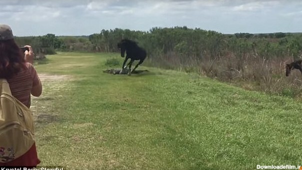 حمله اسب وحشی به یک تمساح در فلوریدا