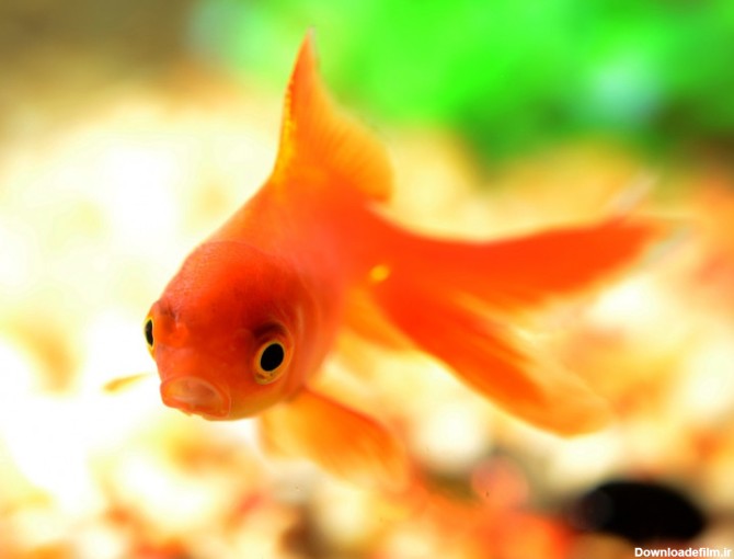 46 حقیقت جالب در مورد ماهی قرمز یا گلدفیش Gold Fish