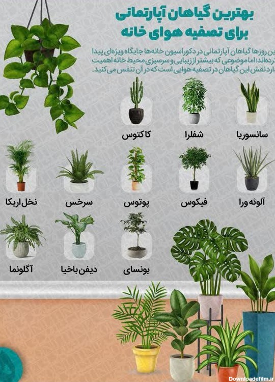 بهترین گیاهان آپارتمانی برای تصفیه هوای خانه +عکس | خبرنامه ...