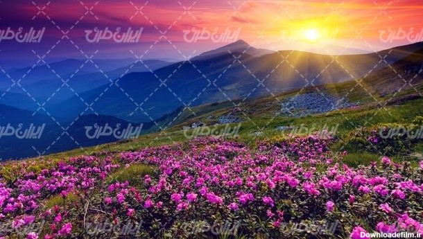 تصویر با کیفیت منظره زیبای طلوع خورشید همراه با فصل بهار و گل های ...