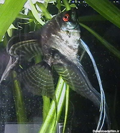 تشخیص جنسیت ماهی آنجل | تشخیص جنسیت ماهیان اب شیرین