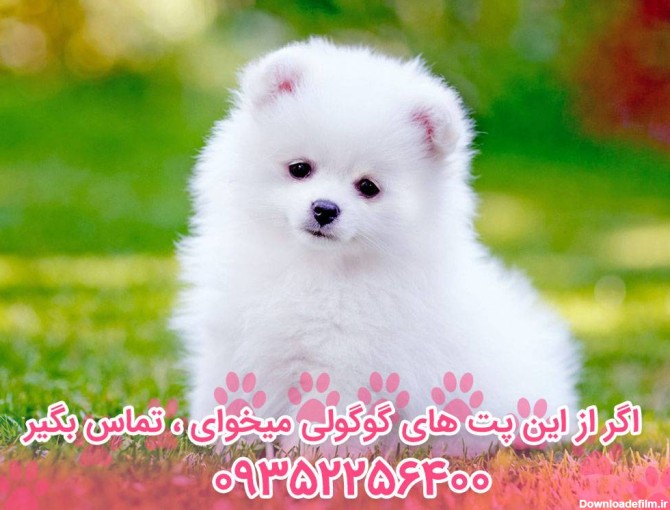 نژاد سگ پامرانین Pomeranian Dog – سایت پامرانین
