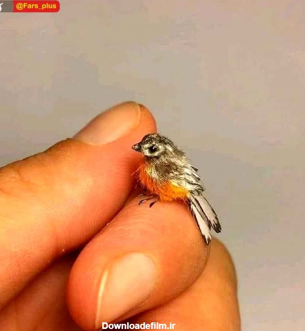 کوچکترین پرنده جهان +عکس | بهداشت نیوز