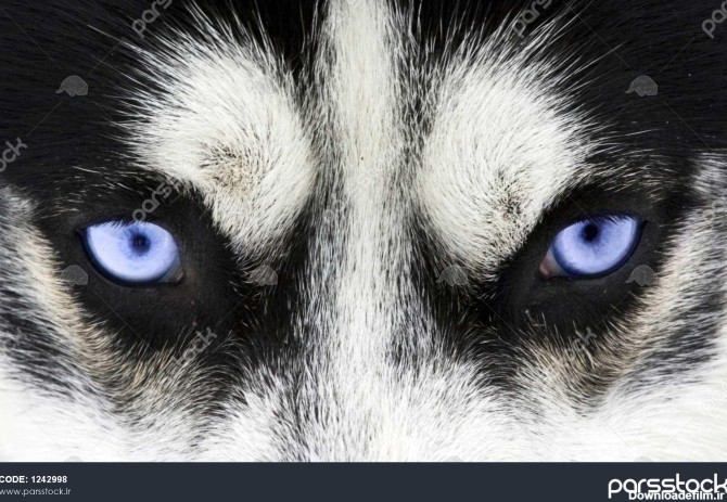 از نزدیک در چشمان آبی یک سگ 1242998