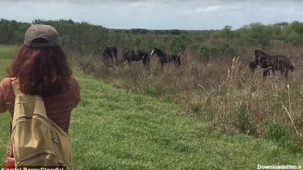حمله اسب وحشی به یک تمساح در فلوریدا