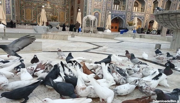 تصاویری از کبوتران حرم امام رضا (ع) بعد از چند روز برفی