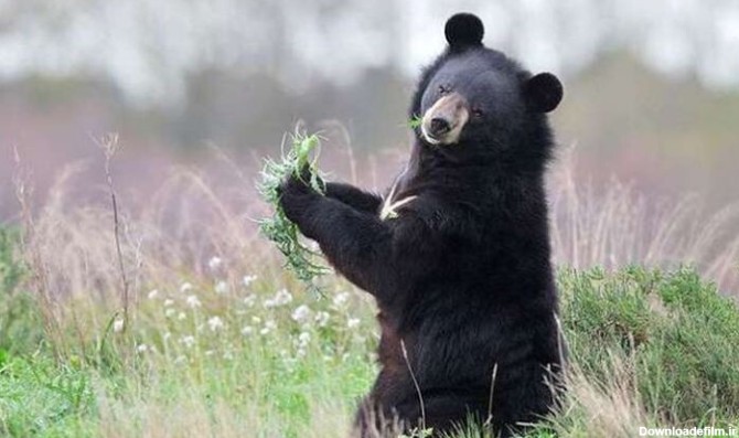 شکوهی به نام خرس سیاه آسیایی (خرس ایرانی) | لست سکند
