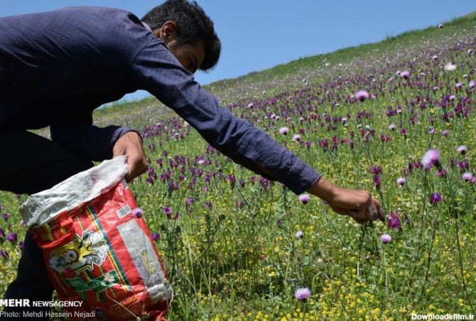 Mehr News Agency - Harvesting Echium amoenum in north Iran