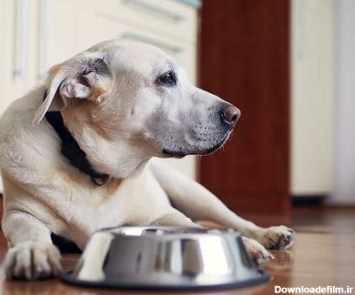 آنچه باید در مورد غذای سگ های مسن بدانید