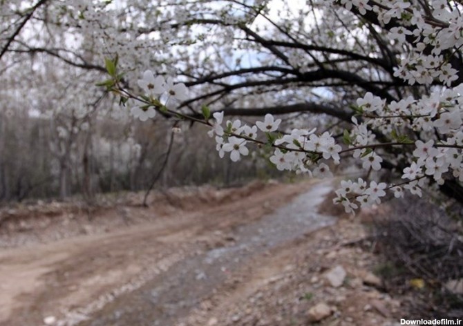 چشم‌نوازی طبیعت زیبای بهاری در استان سمنان + تصاویر