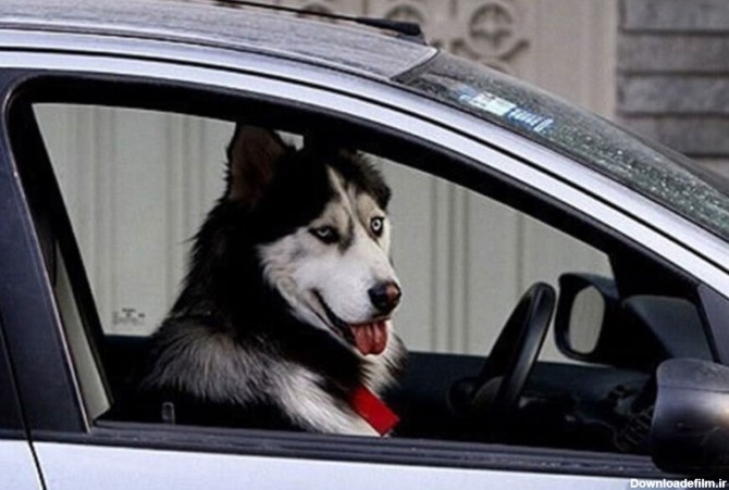ببینید | حضور جنجالی سگ خانگی در یک خودرو دولتی