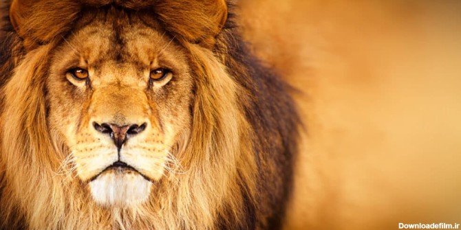 شعر شیر جنگل و جملات در مورد حیوان شیر سلطان حیوانات